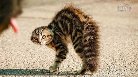 受到惊吓的猫(图片来源:crazy world channel)